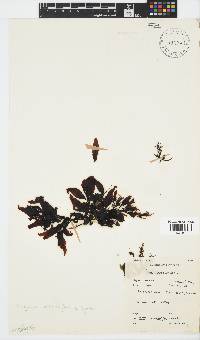 Sargassum incisifolium image