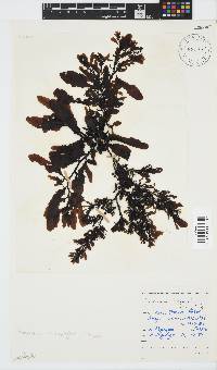 Sargassum incisifolium image