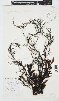 Sargassum incisifolium image
