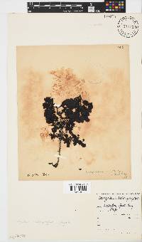 Sargassum incisifolium image