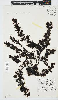Sargassum incisifolium image