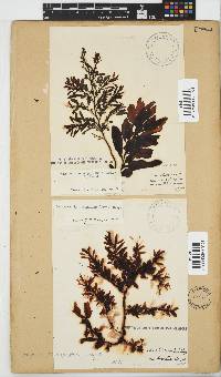 Sargassum incisifolium image