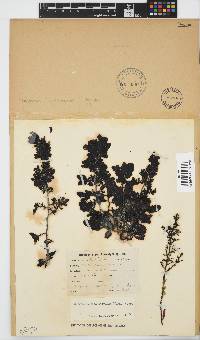 Sargassum incisifolium image