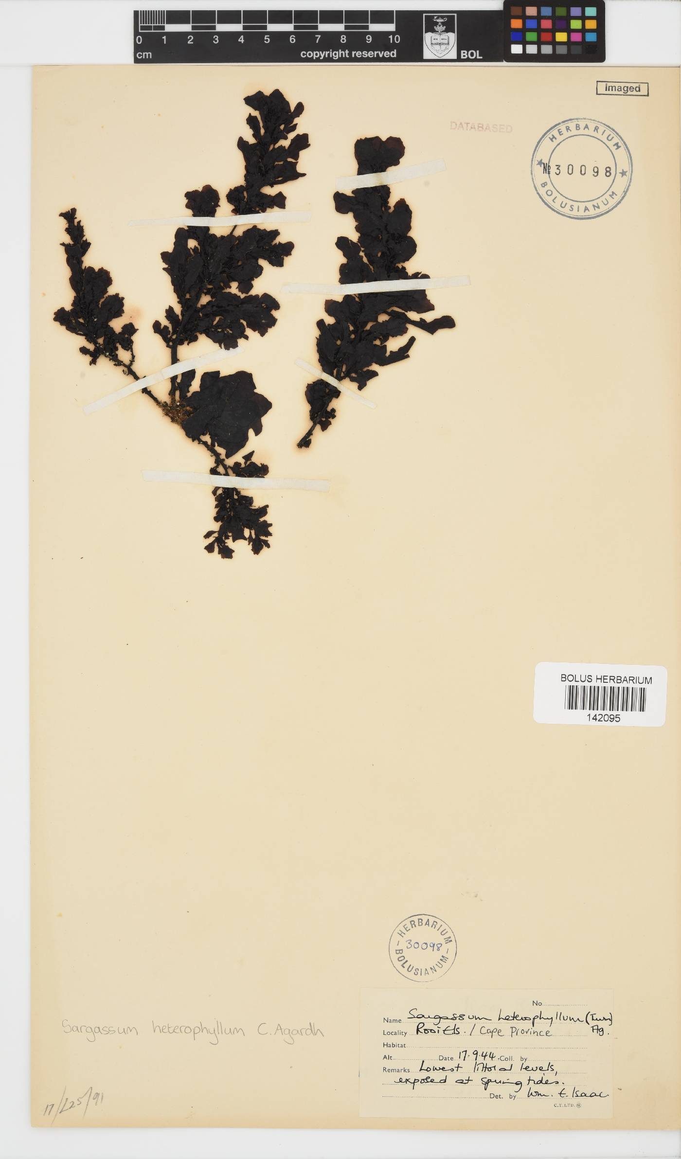 Sargassum incisifolium image