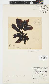 Sargassum incisifolium image