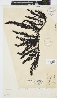 Sargassum incisifolium image