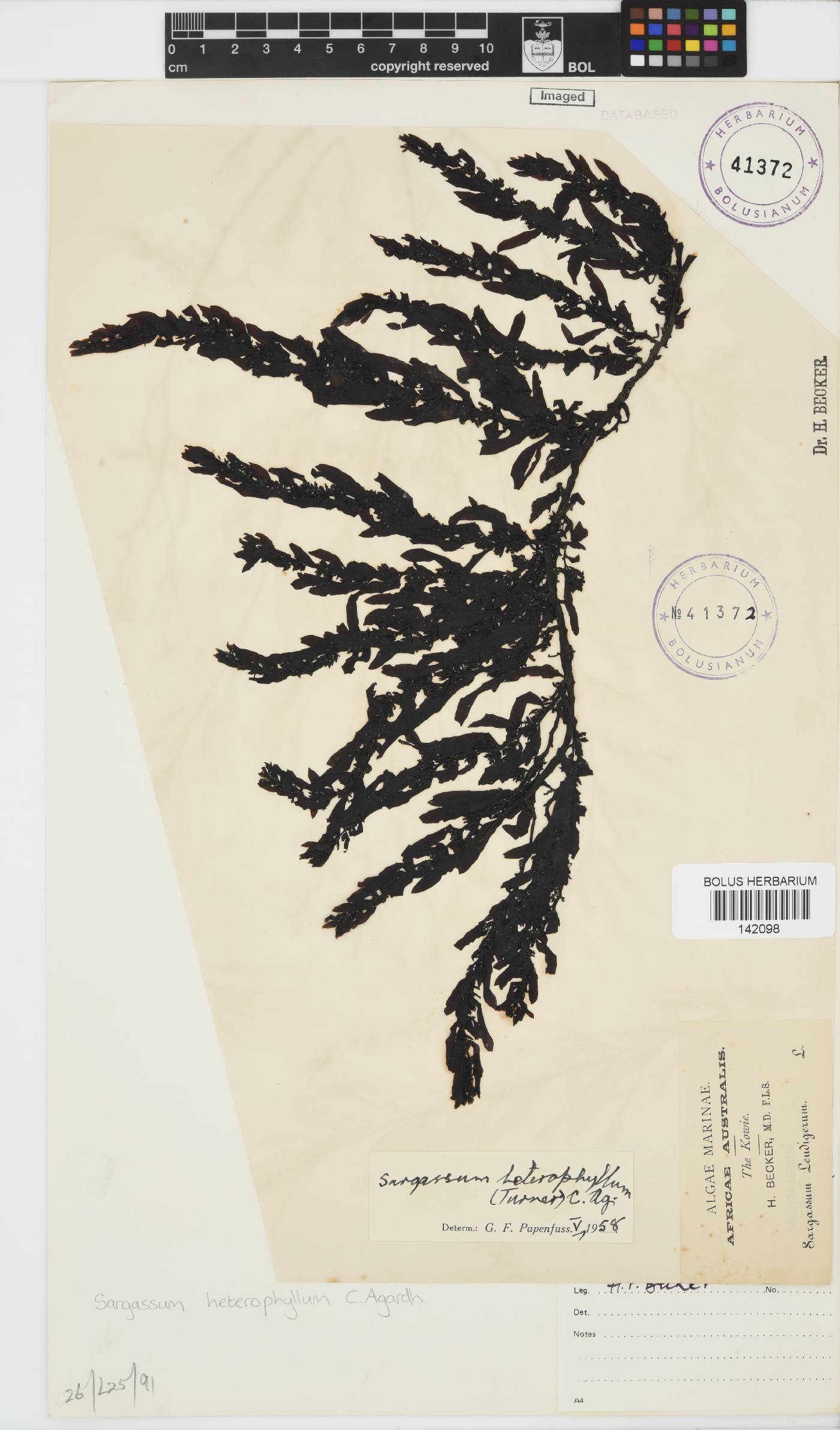 Sargassum incisifolium image