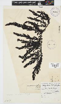 Sargassum incisifolium image