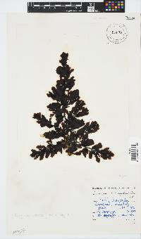 Sargassum incisifolium image