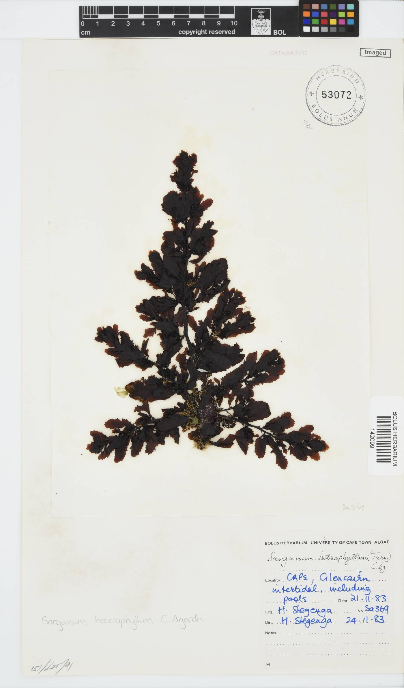 Sargassum incisifolium image