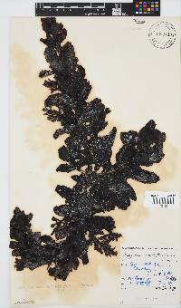 Sargassum incisifolium image
