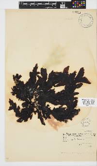 Sargassum incisifolium image