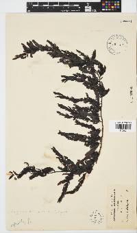 Image of Sargassum lendigerum