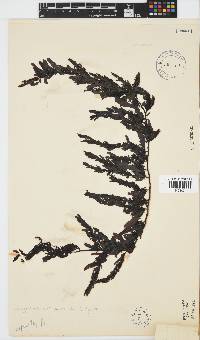 Sargassum lendigerum image