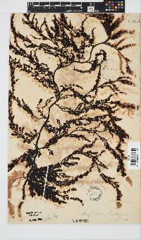 Sargassum lendigerum image