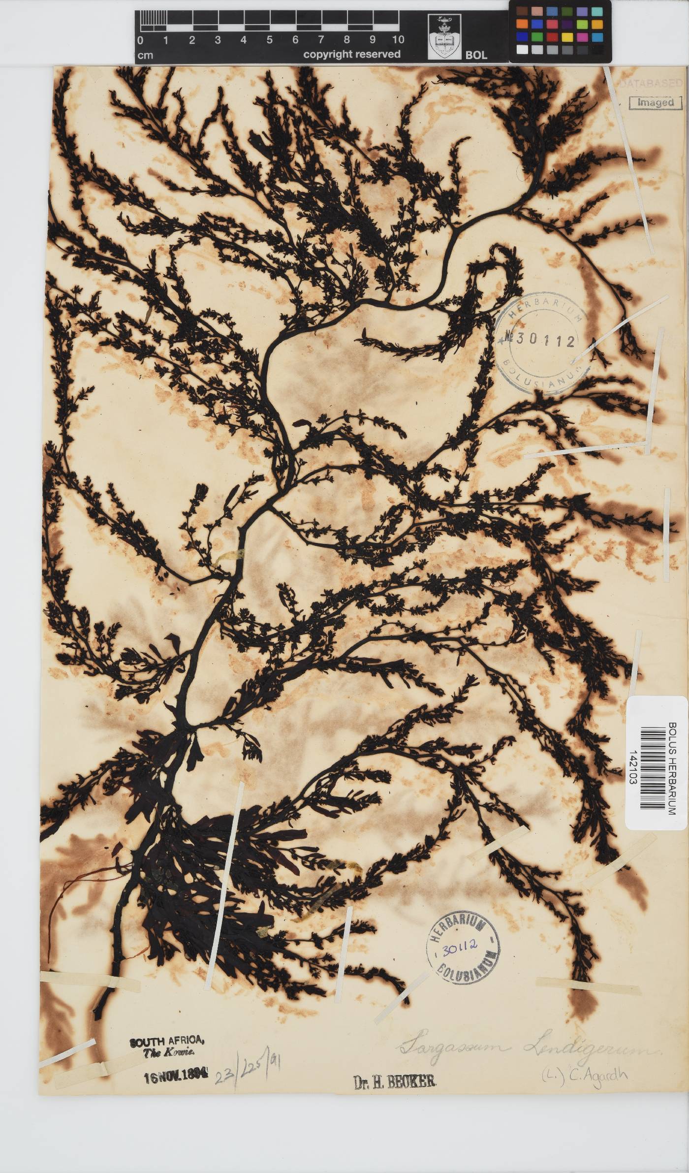 Sargassum lendigerum image