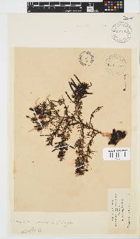 Sargassum lendigerum image