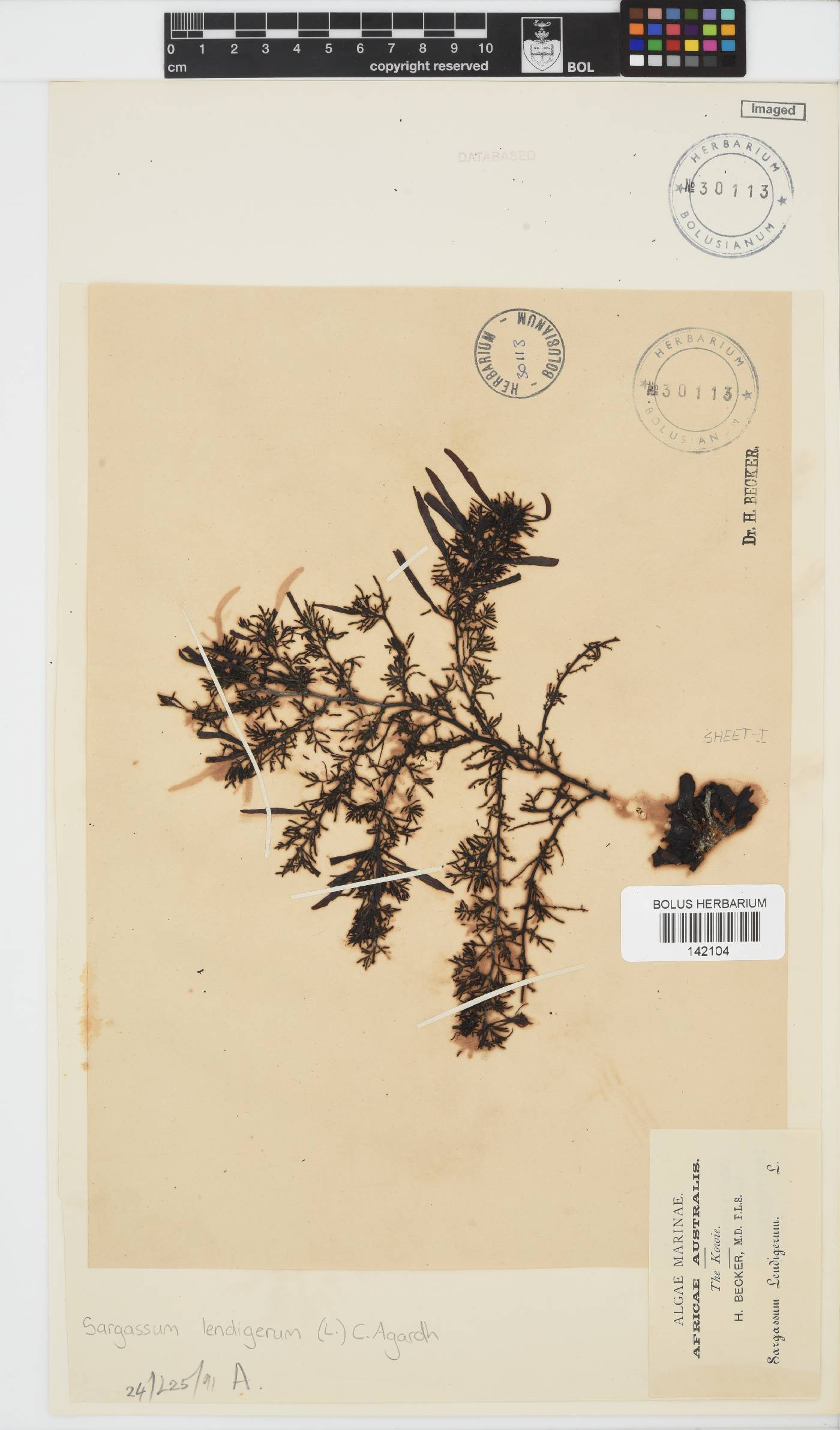 Sargassum lendigerum image
