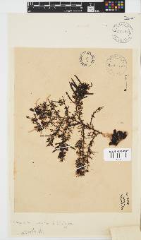 Sargassum lendigerum image