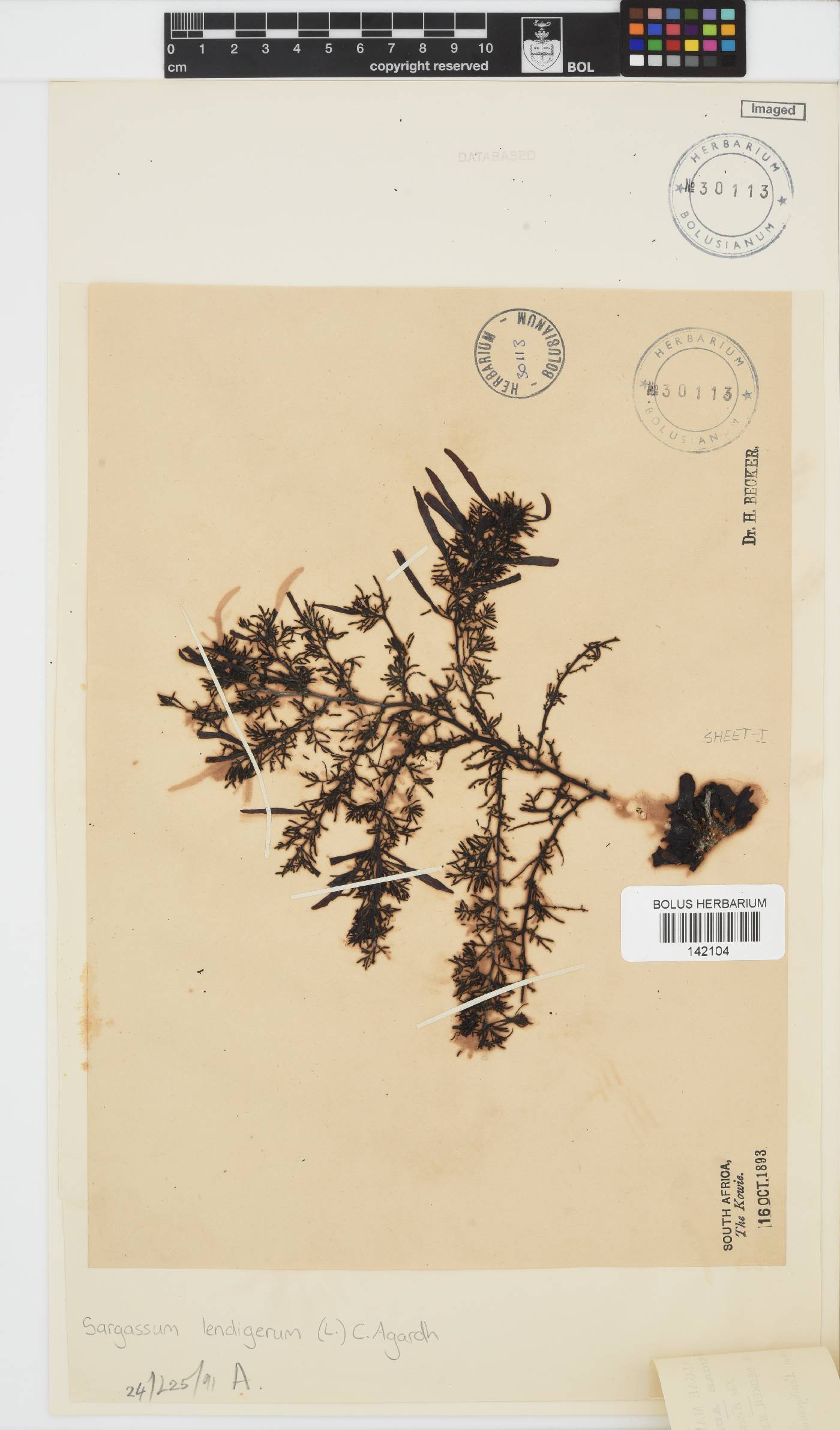 Sargassum lendigerum image