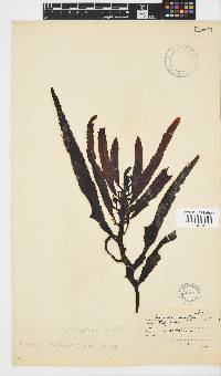 Image of Sargassum longifolium