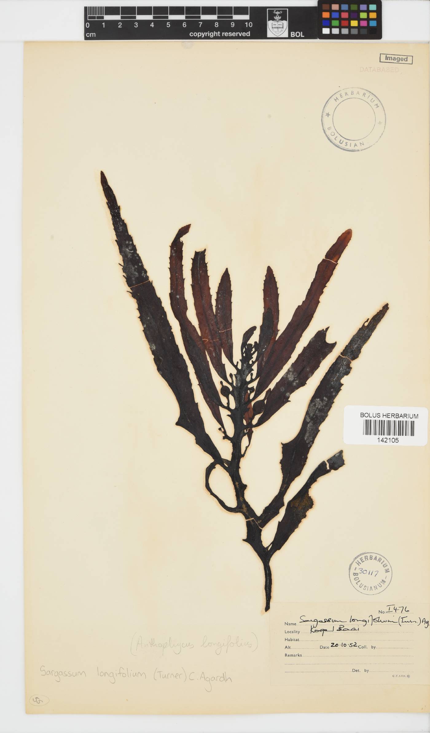 Sargassum longifolium image