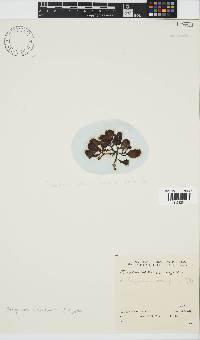 Sargassum aquifolium image