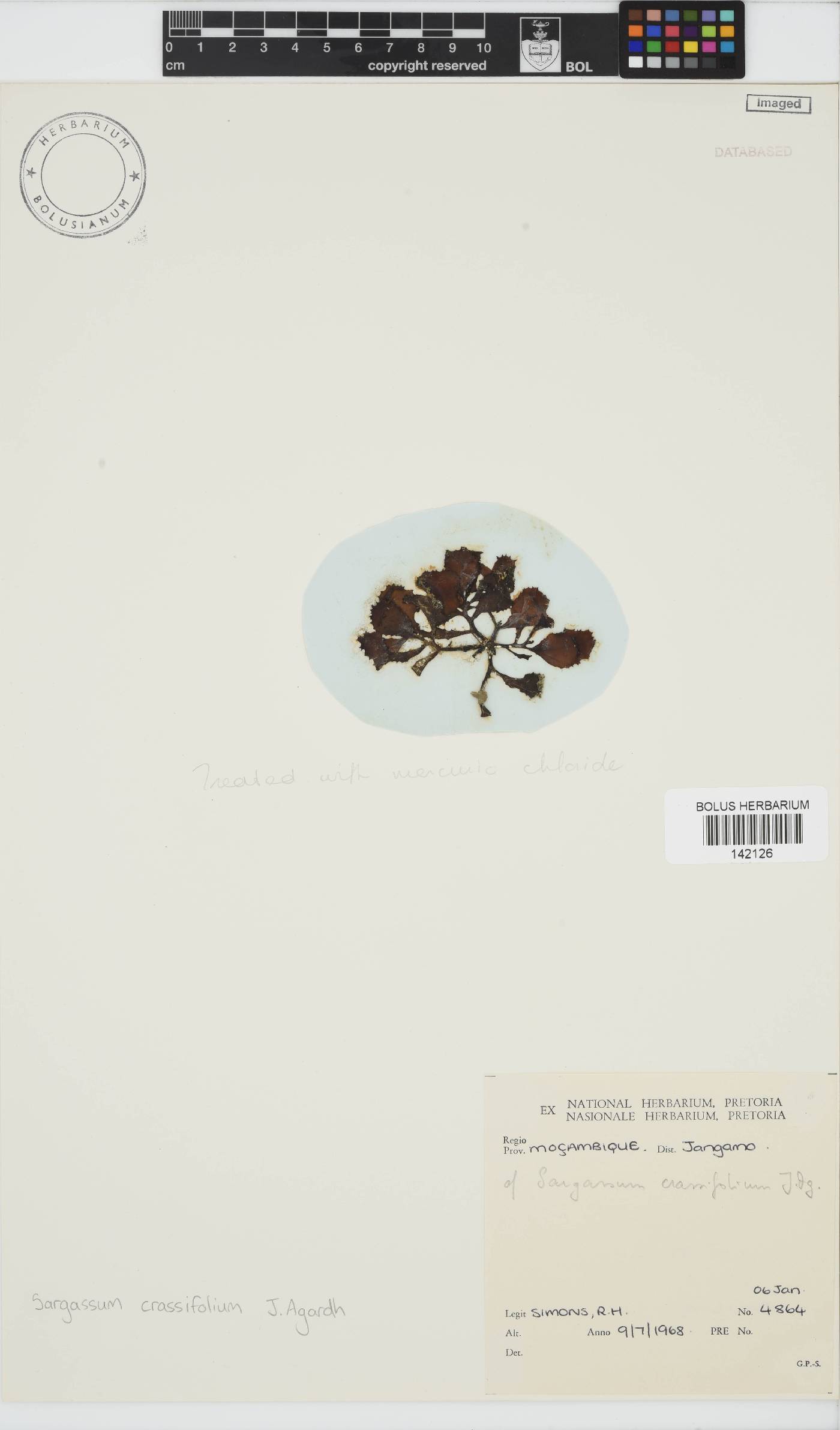 Sargassum aquifolium image