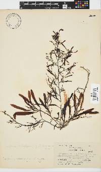 Sargassum incisifolium image