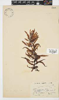 Sargassum elegans image