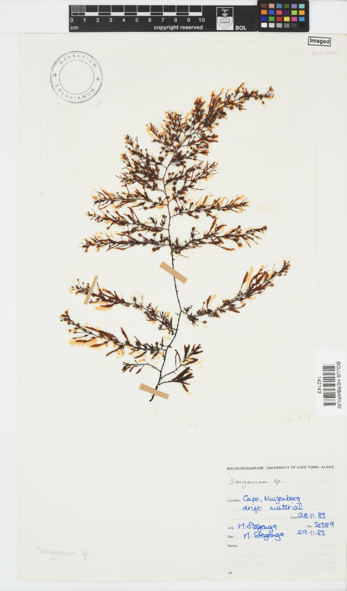 Sargassaceae image