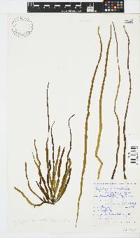Scytosiphon lomentaria image