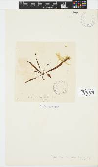 Scytosiphon lomentaria image