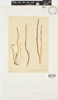 Scytosiphon lomentaria image