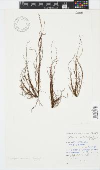 Scytosiphon lomentaria image