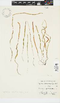 Scytosiphon lomentaria image