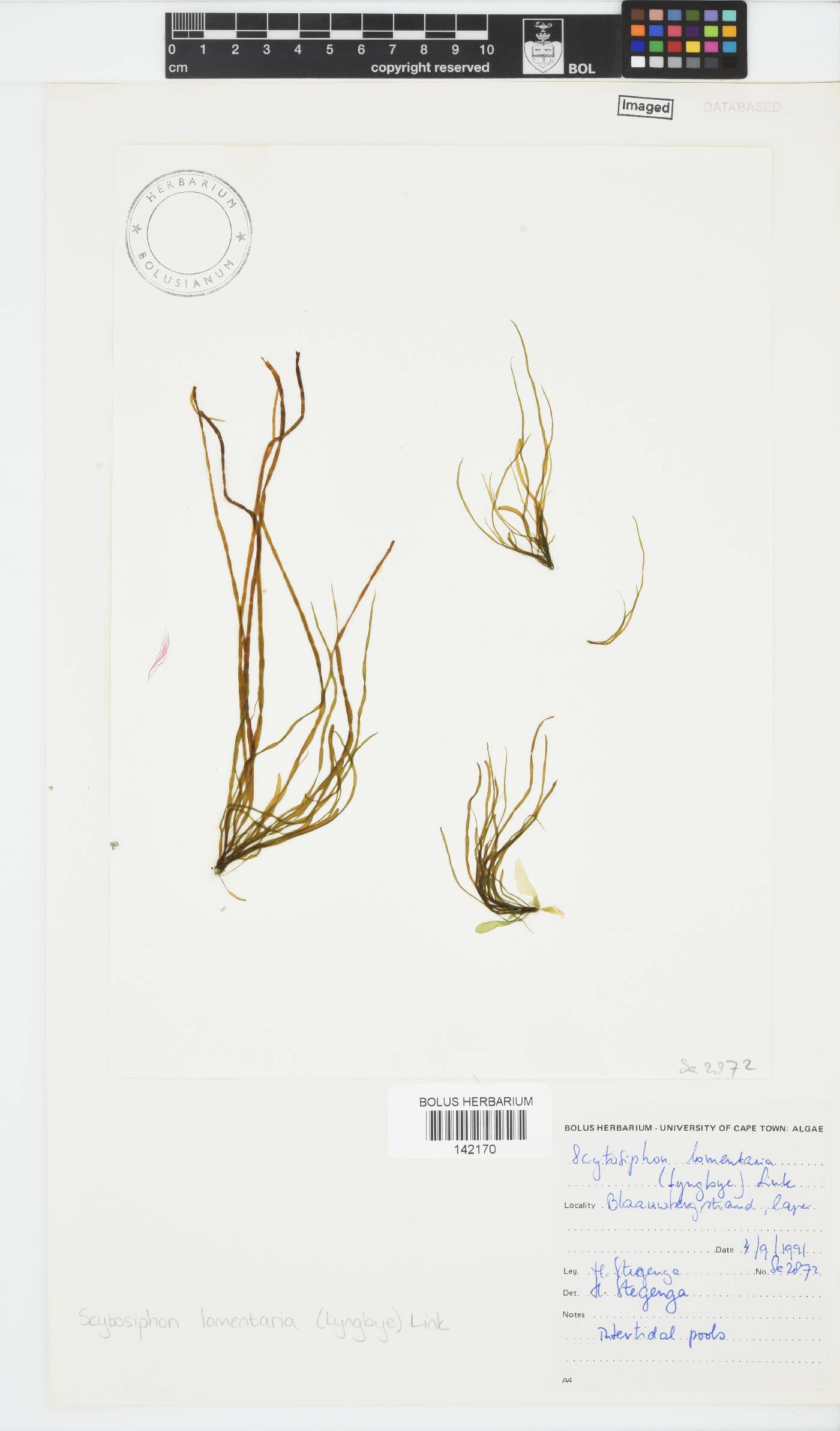 Scytosiphon lomentaria image