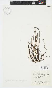 Scytosiphon lomentaria image