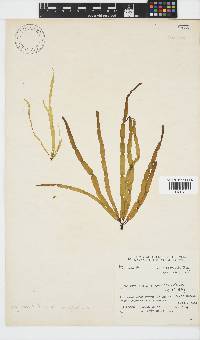Scytosiphon lomentaria image