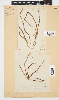 Scytosiphon lomentaria image