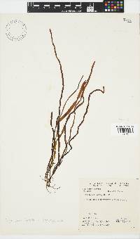 Scytosiphon lomentaria image