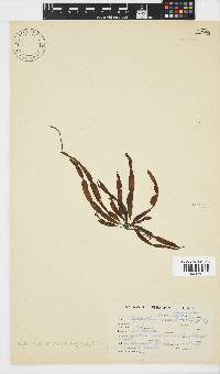 Scytosiphon lomentaria image
