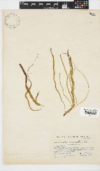 Scytosiphon lomentaria image