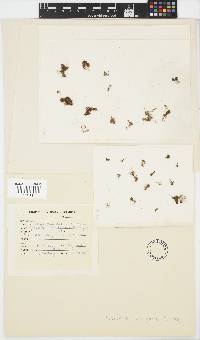 Sphacelaria brachygonia image