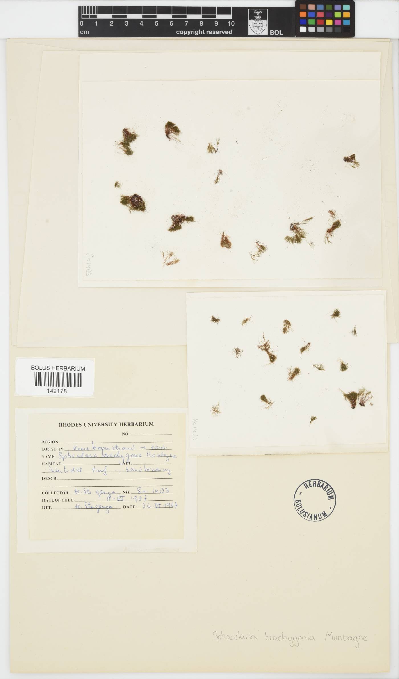 Sphacelaria brachygonia image