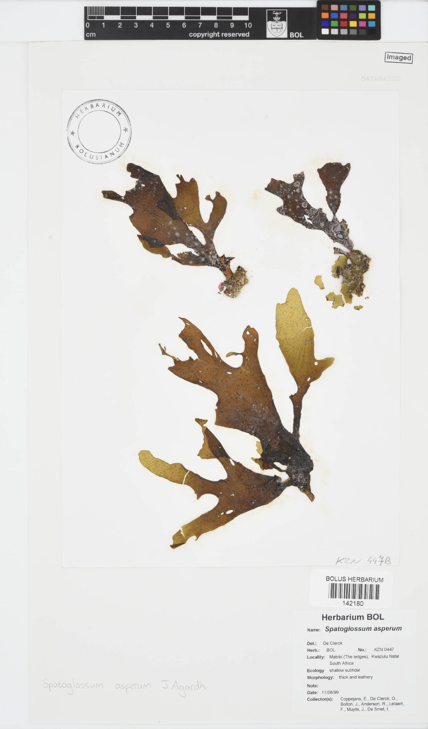 Spatoglossum asperum image