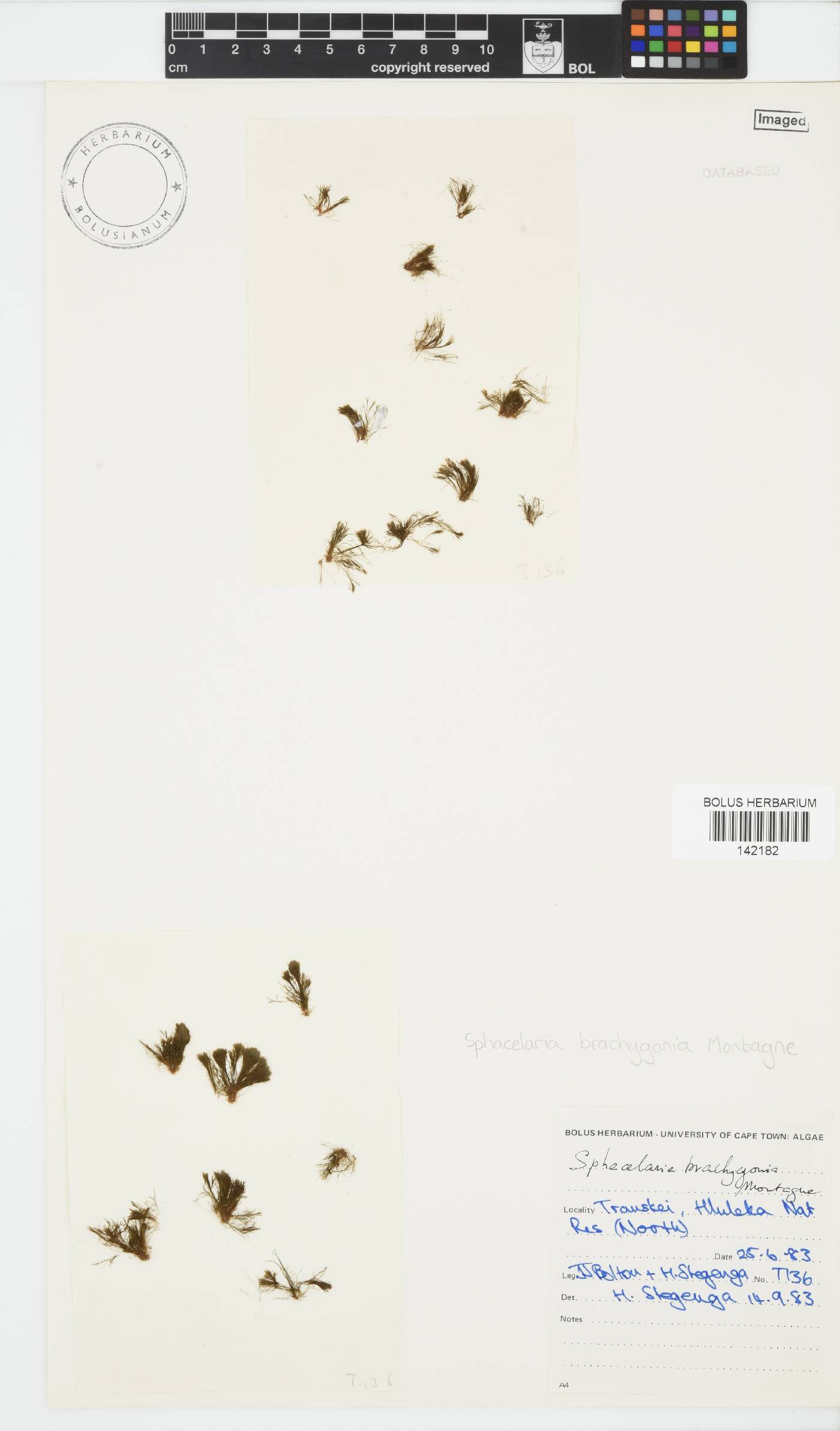 Sphacelaria brachygonia image