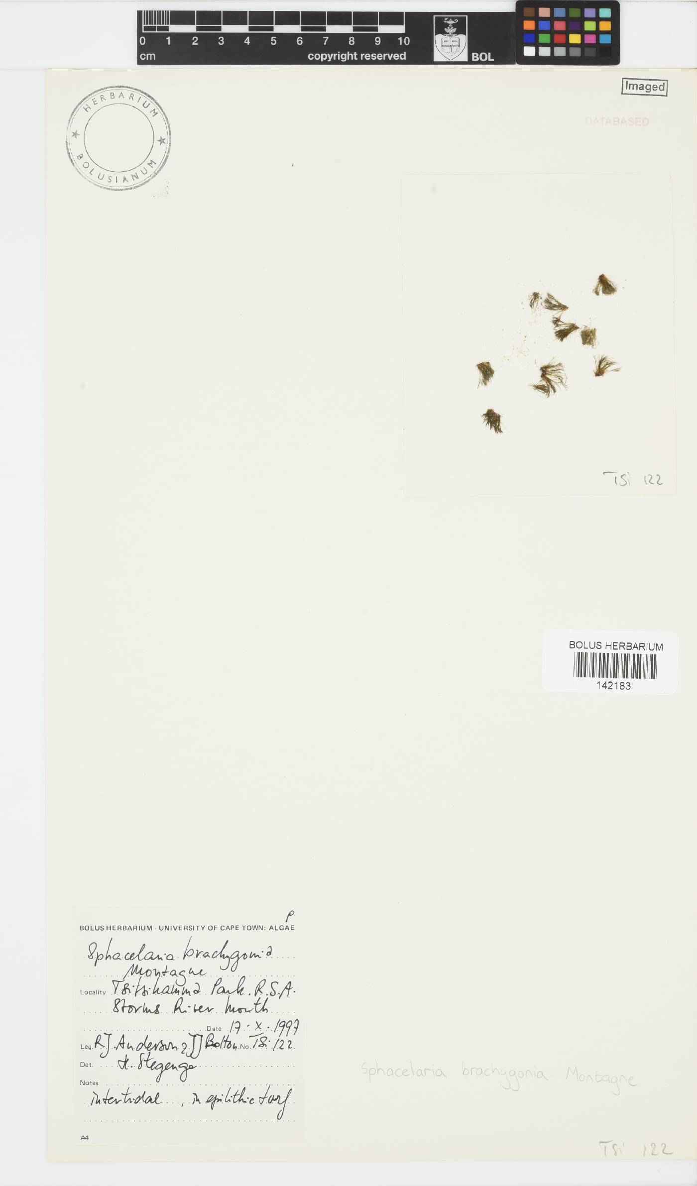 Sphacelaria brachygonia image