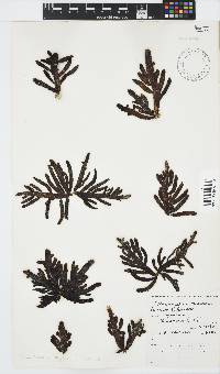 Splachnidium rugosum image