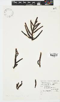 Splachnidium rugosum image